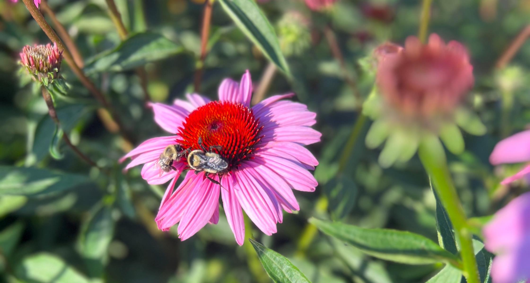 7 Prolific Summer Bloomers for North Carolina Landscapes